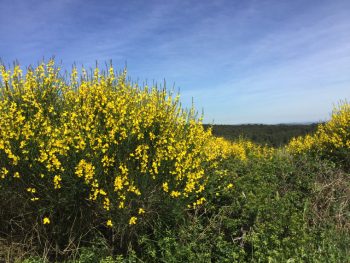 フランスの春は黄色の輝き