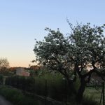 南フランス田舎 春の桜の散歩道|南仏写真館