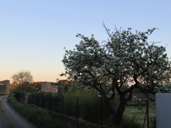 南フランス田舎 春の桜の散歩道|南仏写真館